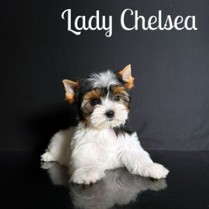 Chelsea Biewer Puppy