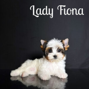 Fiona Biewer Puppy