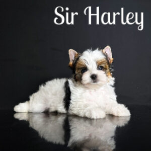 Biewer Terrier Puppy Harley