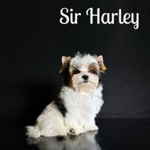 Harley Biewer Puppy