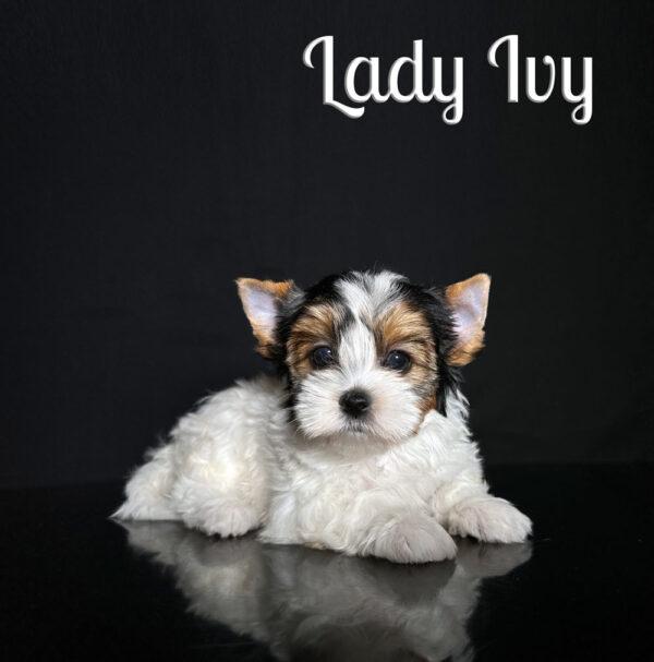 Ivy Biewer Puppy