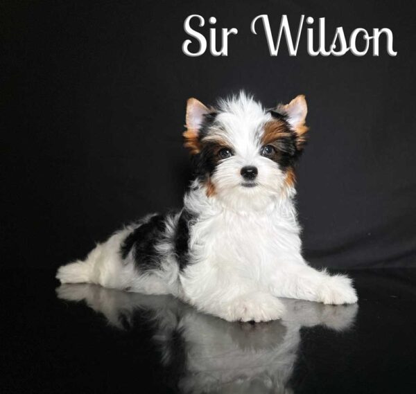 Wilson Biewer Puppy