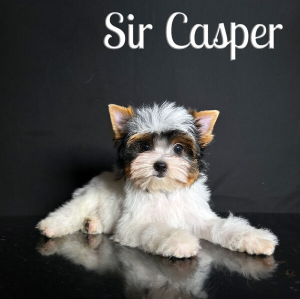 Casper Biewer Puppy