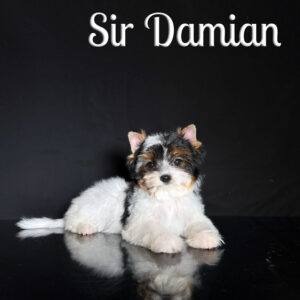 Biewer Puppy Damian