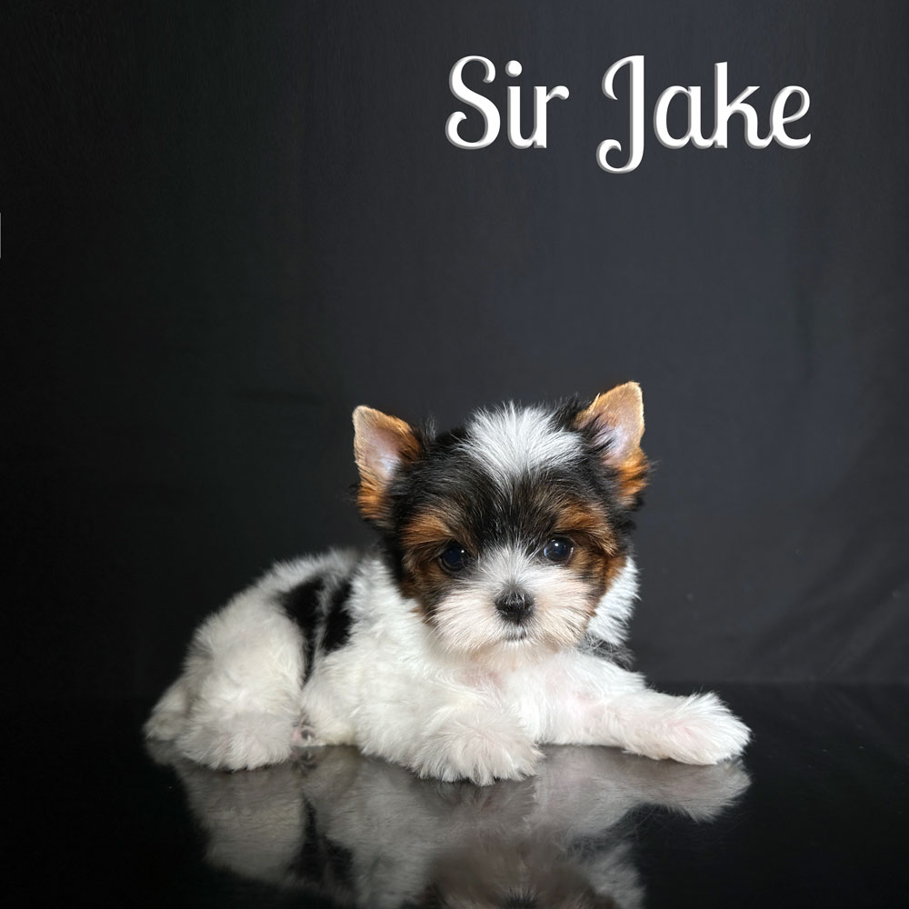 Jake Biewer Puppy
