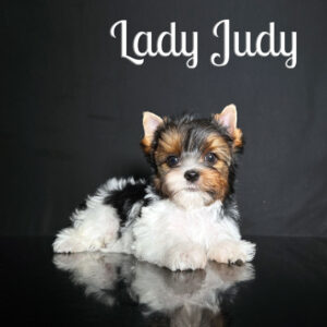Judy Biewer Puppy