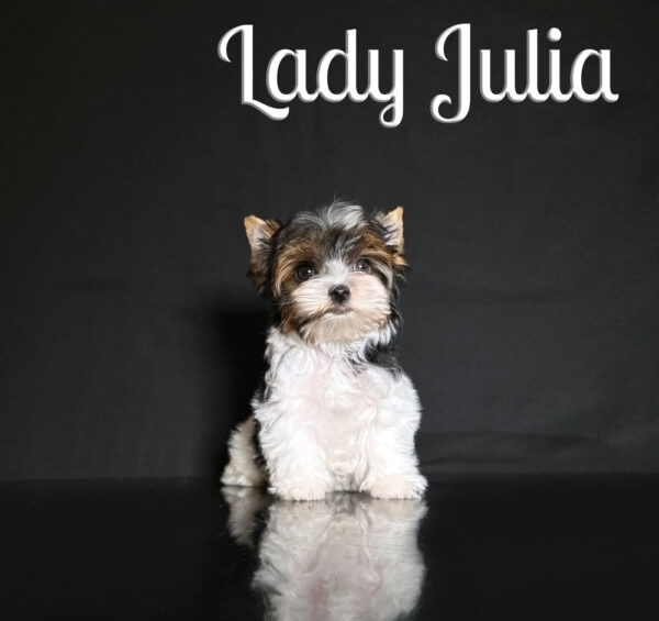 Julia Biewer Puppy