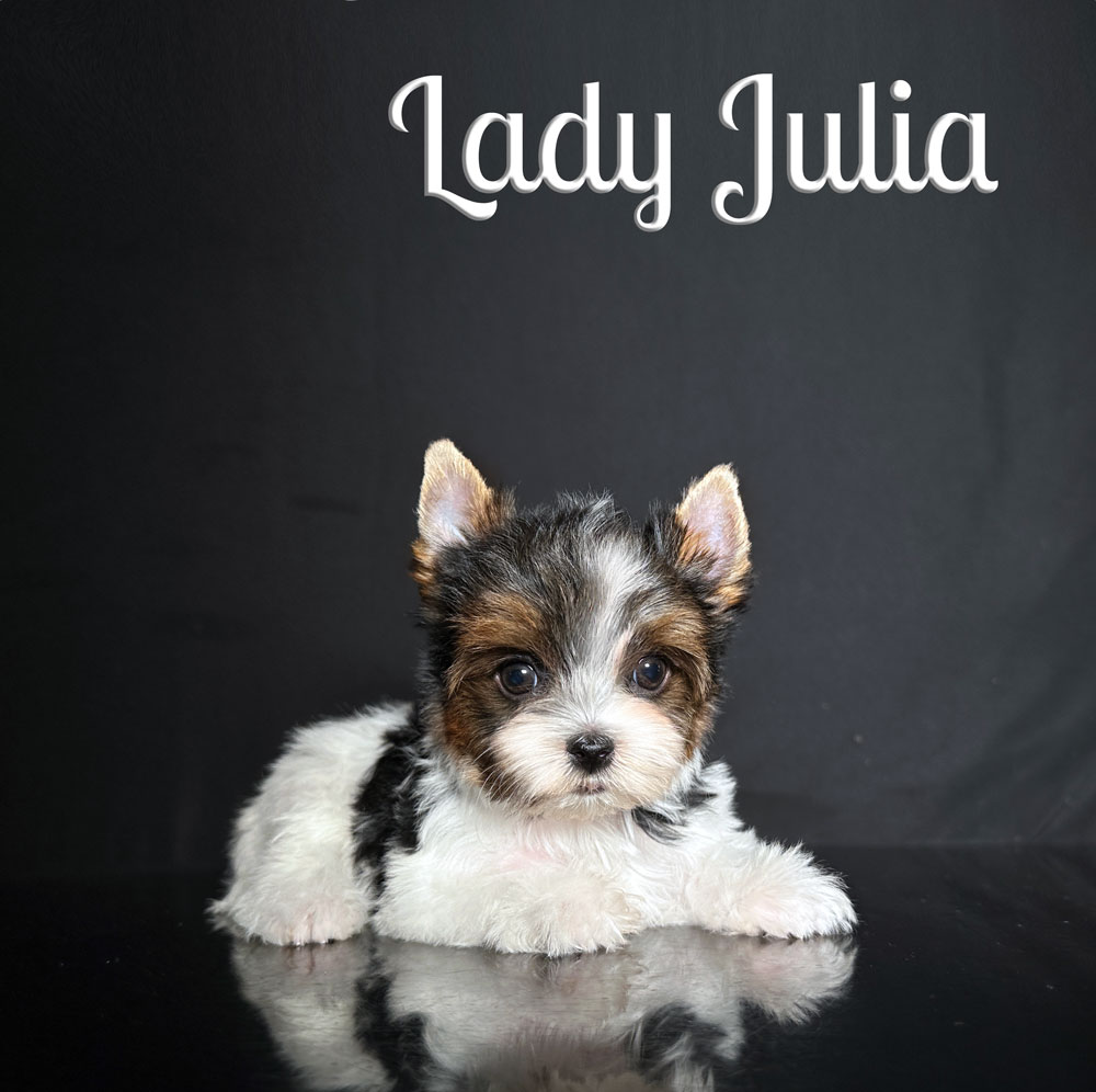 Julia Biewer Puppy