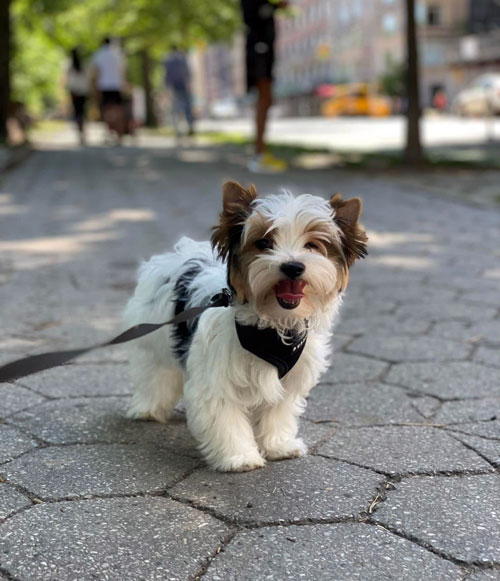 Julia Oren Biewer Terrier review