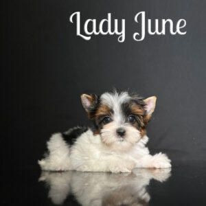 June Biewer Puppy