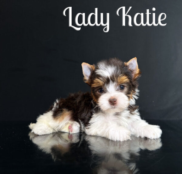 Katie Chocolate Biewer Puppy
