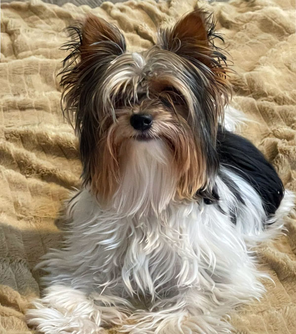 Lisa Visco Biewer Terrier Review