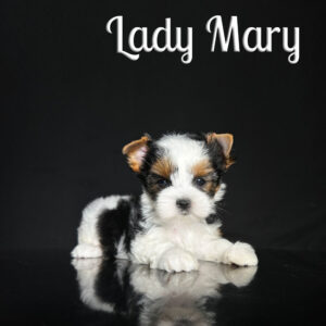 Biewer Puppy Mary