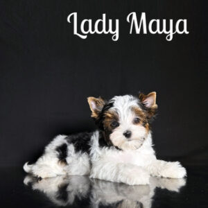Biewer Puppy Maya