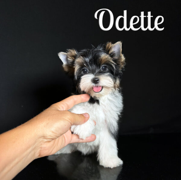 Odette Biewer Puppy