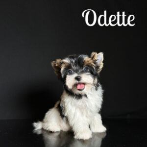 Odette Biewer Puppy