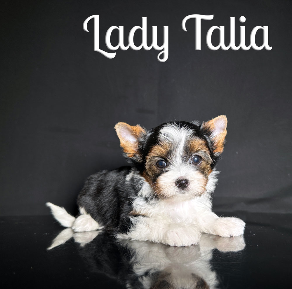 Talia Biewer Puppy