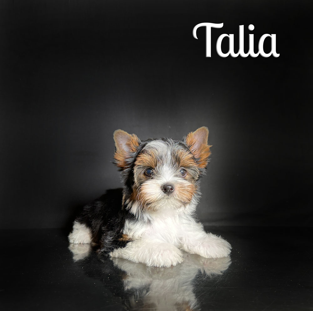 Talia Biewer Puppy Girl