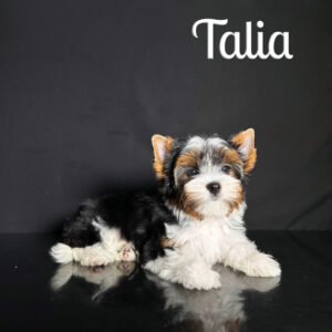 Talia Biewer Puppy