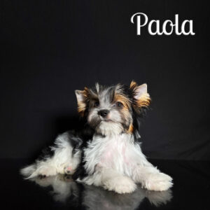 Paola Biewer Puppy