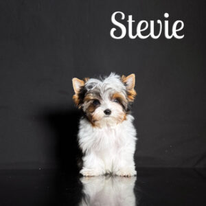 Stevie Biewer Puppy