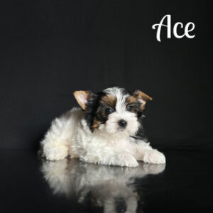 Ace Biewer Puppy