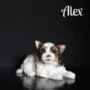 Alex Biewer Puppy