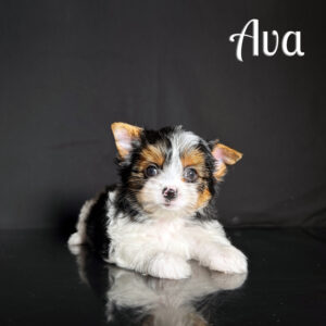Biewer Puppy Girl Ava