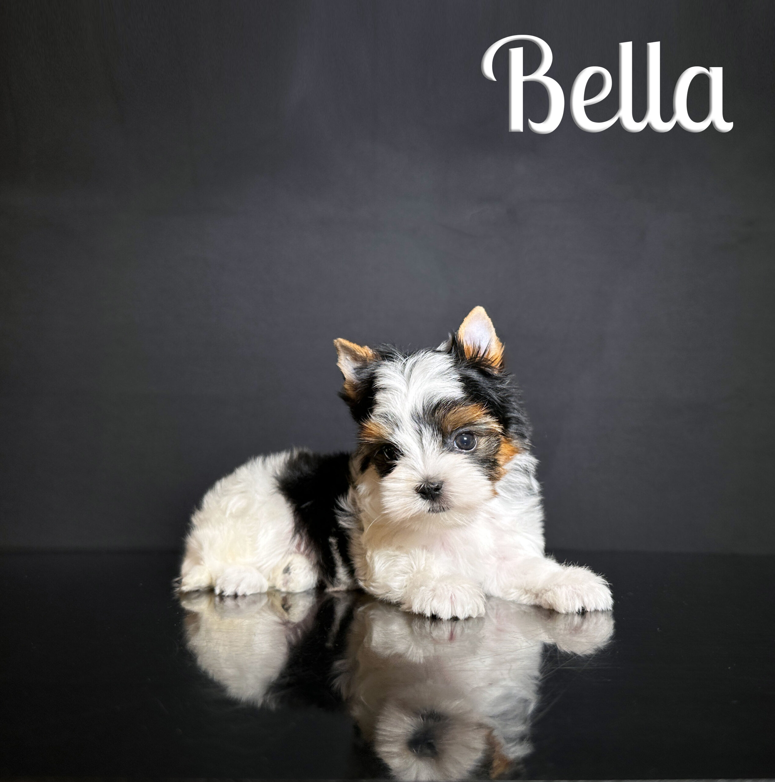 Bella Biewer Puppy