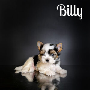 Billy Biewer Puppy Boy