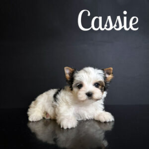 Cassie Biewer Puppy Girl