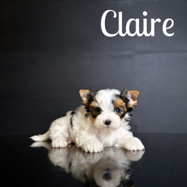 Claire Biewer Puppy Girl