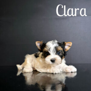 Clara Biewer Puppy Girl