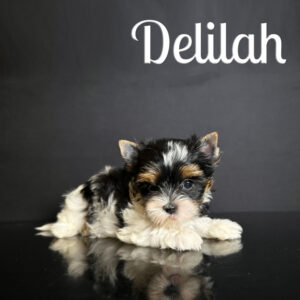 Delilah Biewer Puppy Girl
