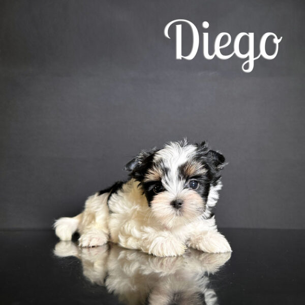 Diego Biewer Puppy Boy