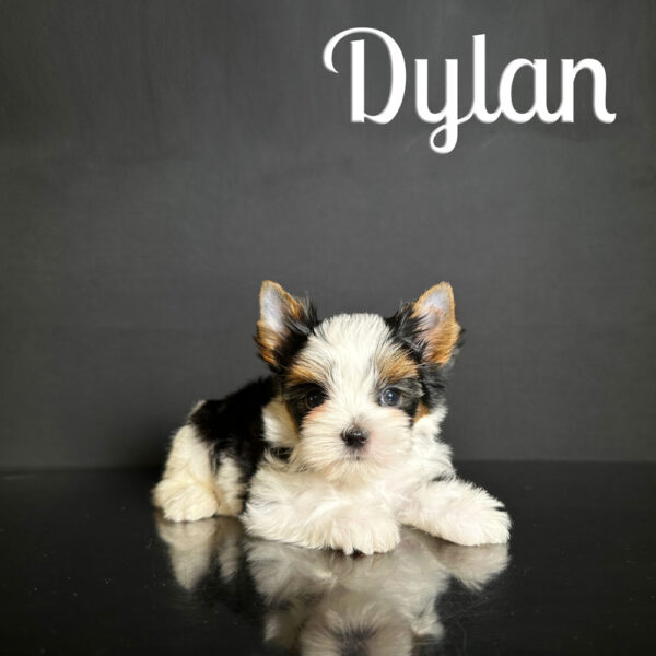 Dylan Biewer Puppy Boy