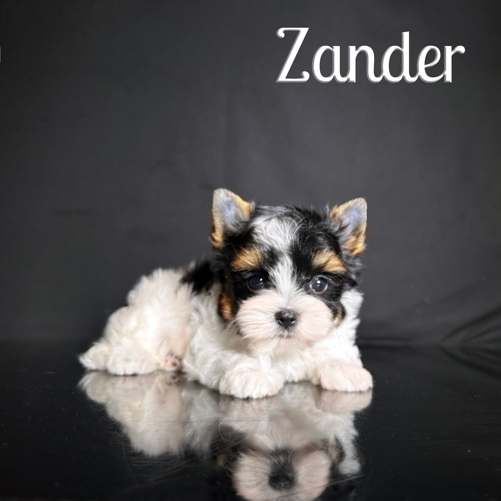 Zander Biewer Boy Puppy