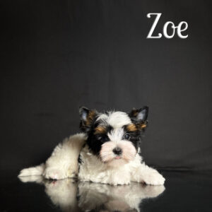 Zoe Biewer Puppy Girl