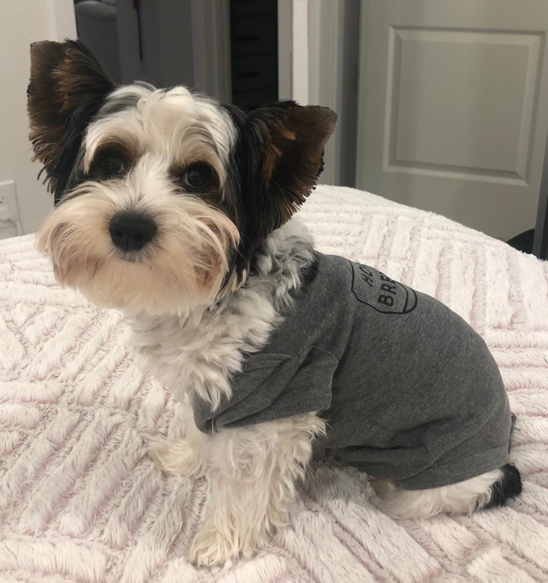 spay neuter Biewer Terrier