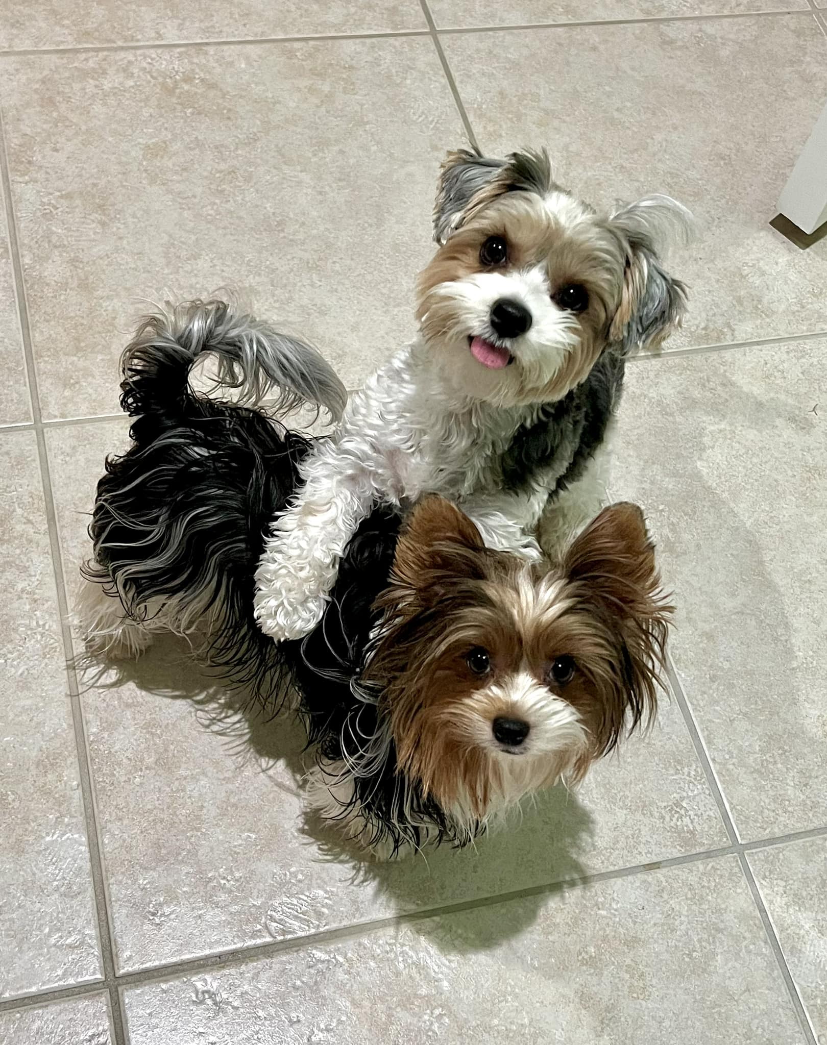 adult Biewer Terriers