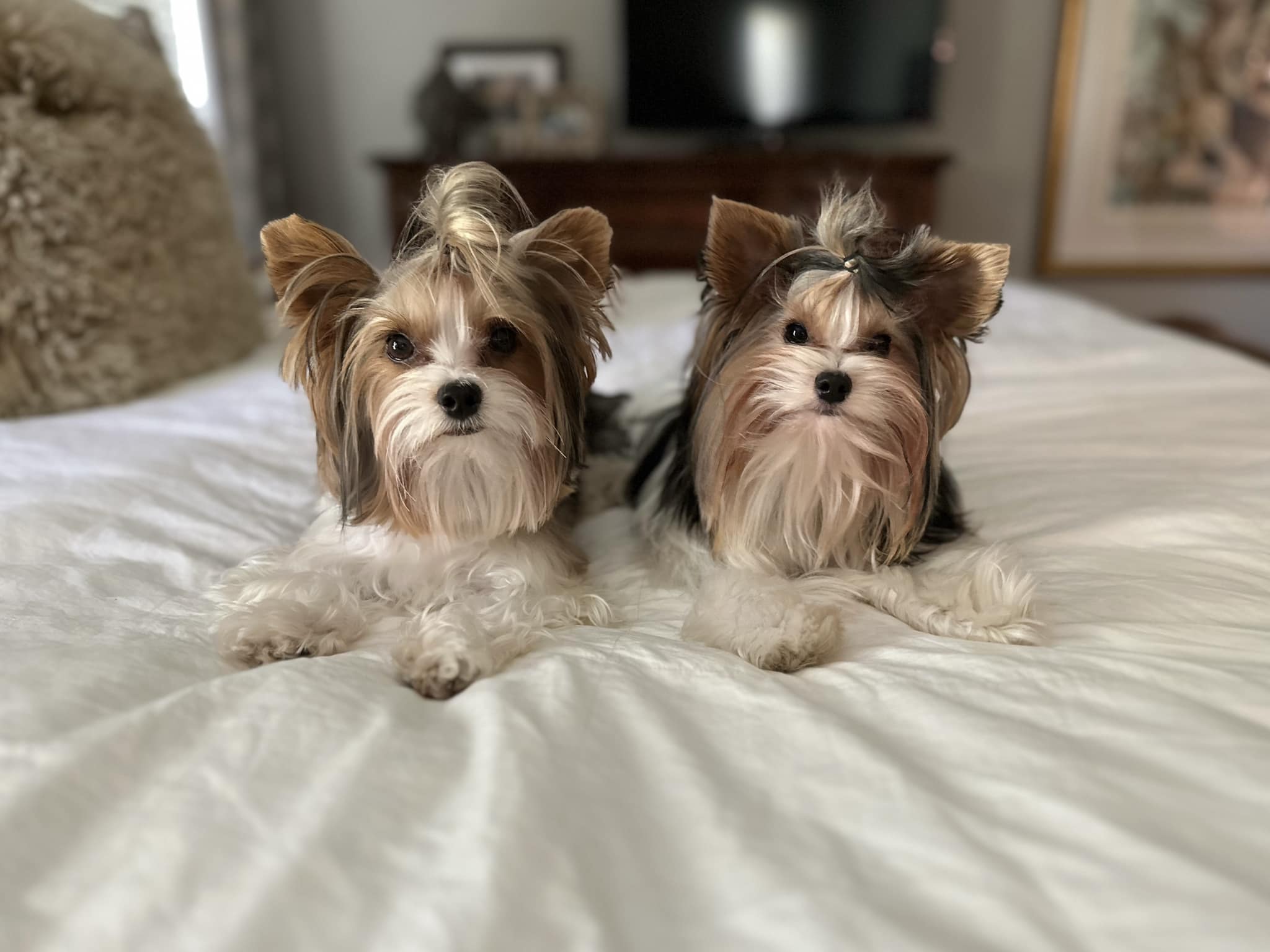 Biewer Terrier Review