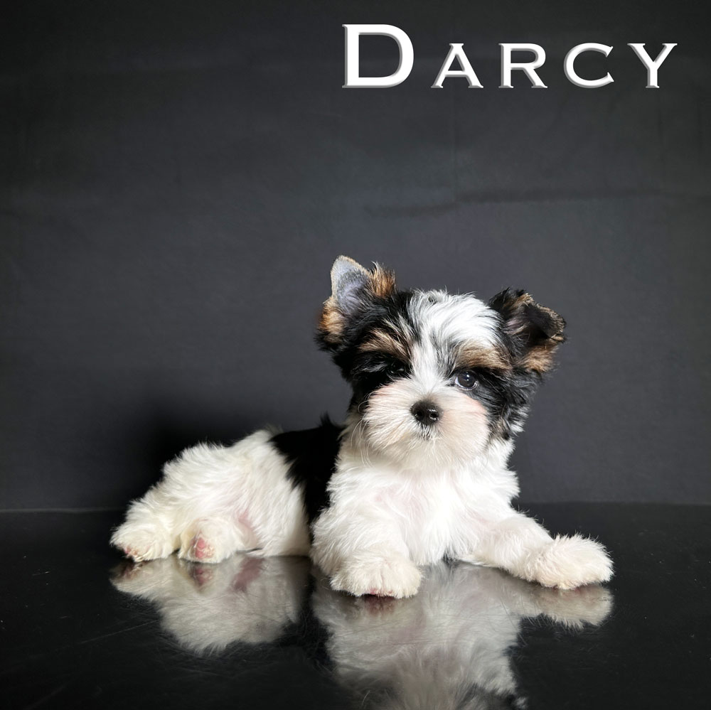 Darcy Biewer Puppy