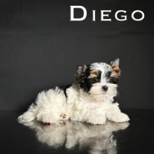 Diego Biewer Puppy