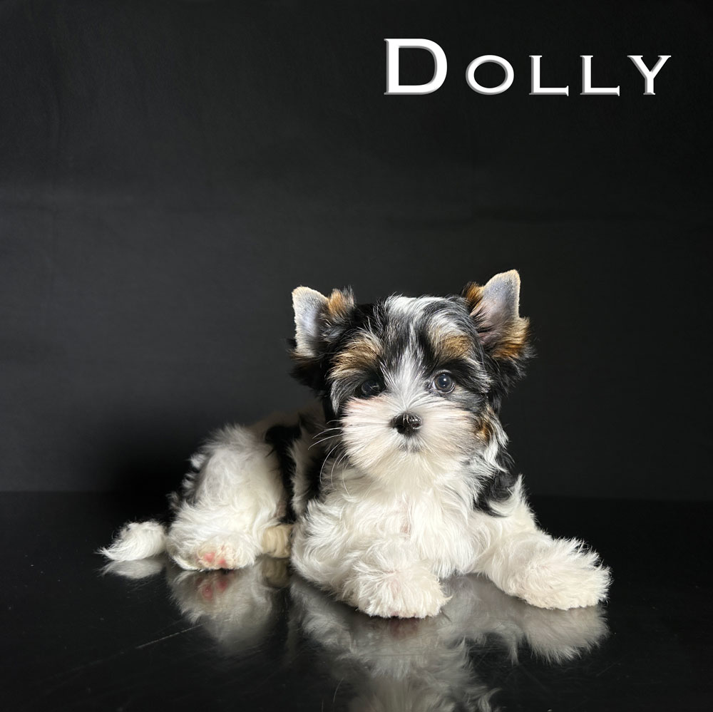 Dolly Biewer Puppy