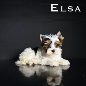 Elsa Biewer Puppy