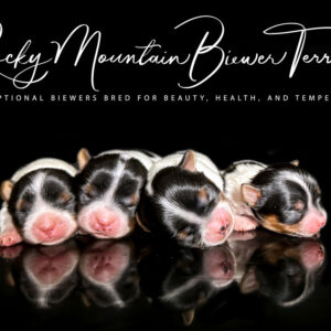 Newborn Biewer Puppies