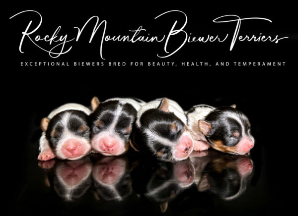 Newborn Biewer Puppies
