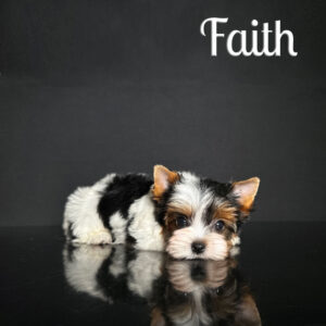 Faith Biewer Puppy