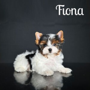 Fiona Biewer Puppy