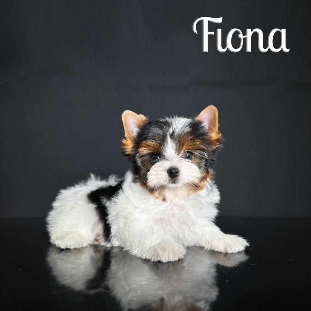 Fiona Biewer Puppy
